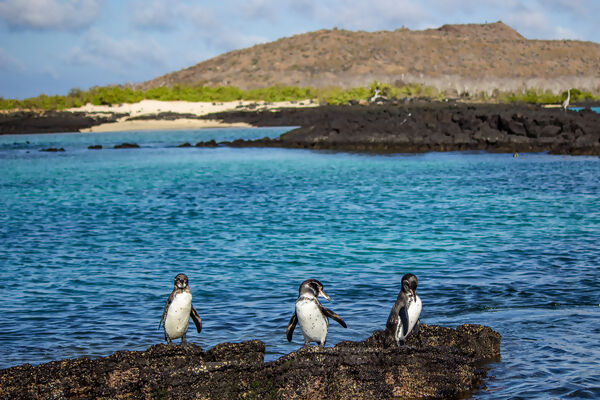 Galápagos – Central and East Islands aboard the Reina Silvia Voyager