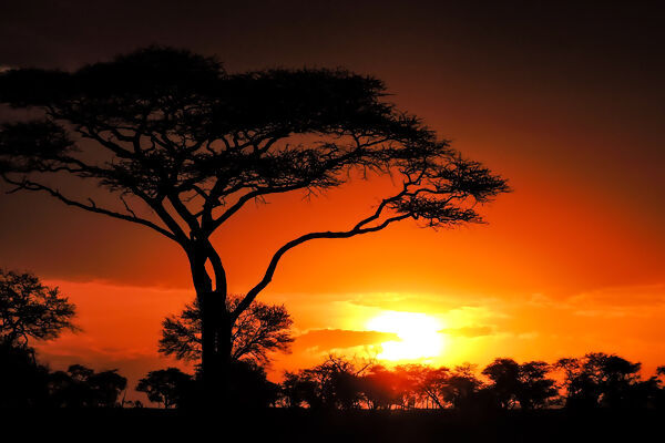 Nairobi to Zanzibar: Serengeti & Sunsets