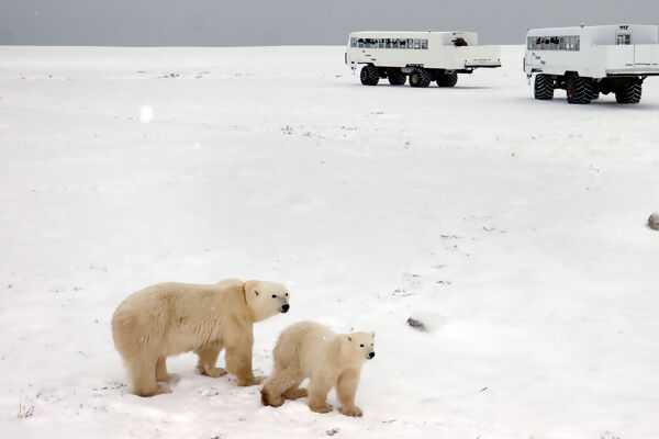 Churchill Polar Bears Independent Adventure